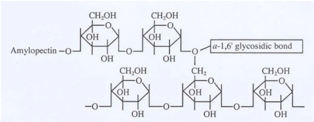 Gambar 2. Struktur amilopektin (Cornell, 2004) 