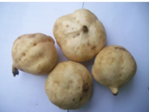 Gambar 3. Ubi jalar putih 