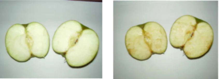 Gambar  4.  Apel  Manalagi  sebelum  mengalami  browning  (kiri)  dan  setelah 