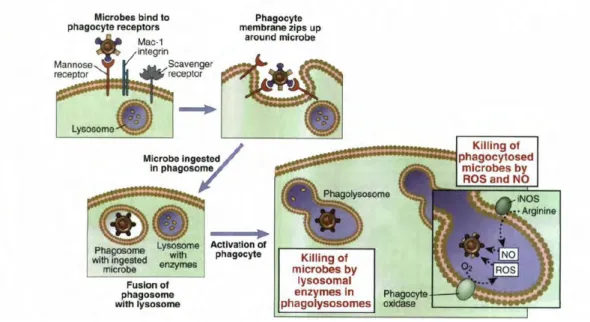 Gambar  2.  Fagositosis  mikroba  di  dalam  sel.  (A)  Mikroba  berikatan  dengan  reseptor  fagositosis