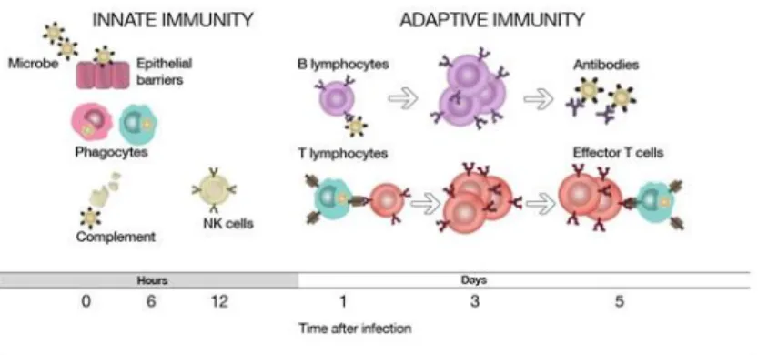 Gambar 1. Perbedaan fungsi sistem imun nonspesifik dan spesifik (Abbas and Lichman,  2005) 