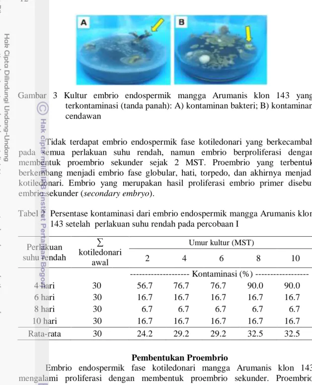 Gambar  3  Kultur  embrio  endospermik  mangga  Arumanis  klon  143  yang   terkontaminasi (tanda panah): A) kontaminan bakteri; B) kontaminan  cendawan 