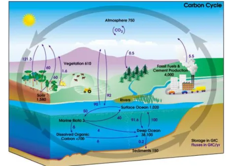 Gambar 3. Siklus karbon di alam. (www.wikipedia.com). 