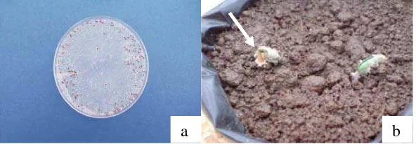 Gambar. 2.2.1 Koloni Sclerotium rolfsii (a) pada media PDA, (b) menginfeksi 