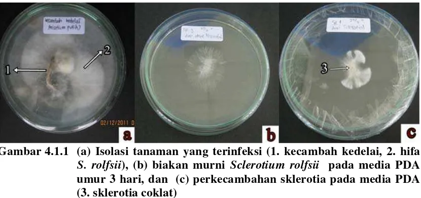 Gambar 4.1.1 (a) Isolasi tanaman yang terinfeksi (1. kecambah kedelai, 2. hifa 