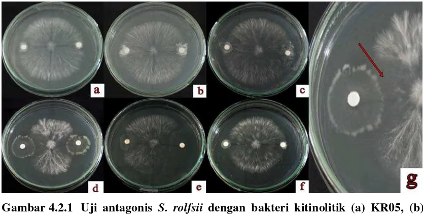 Gambar 4.2.1 Uji antagonis S. rolfsii dengan bakteri kitinolitik (a) KR05, (b) 