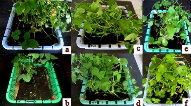 Gambar 4.5.2 Perbedaan tanaman kedelai umur 4 minggu (a) kontrol (-), (b) kontrol (+), (c) BK13, (d) BK15, (e) S
