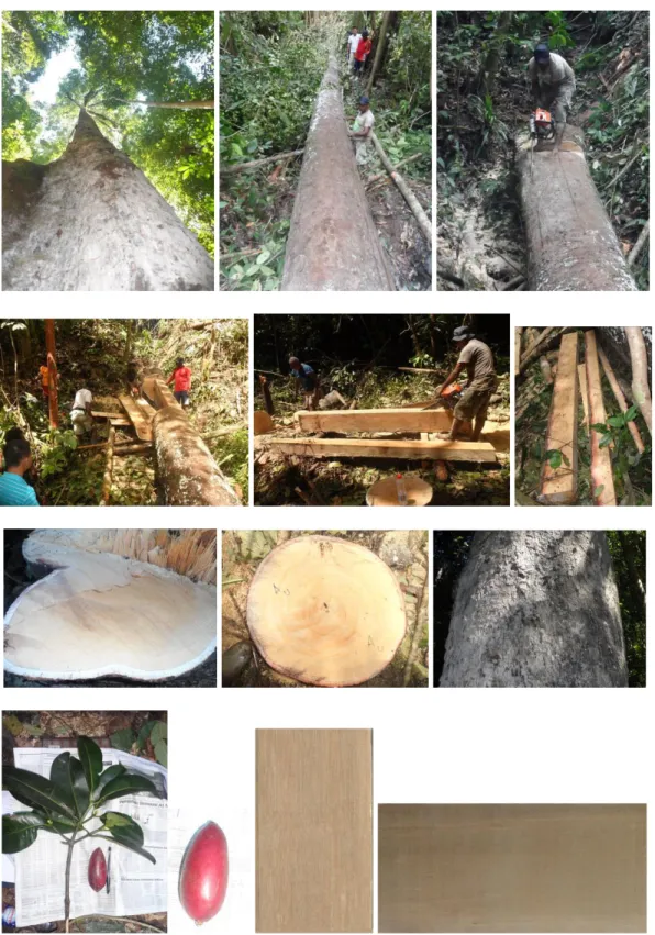 Gambar  2.  Bentuk  pohon,  daun,  kulit  batang,  buah,  dan  kayu  Pentaphalangium parviflorum (Guttiferae) 