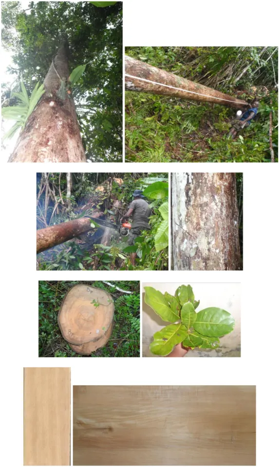 Gambar  3.  Bentuk  pohon,  kulit  batang,  daun,  dan  kayu  Mestixiodendron  pachyclados (Rubiaceae)  
