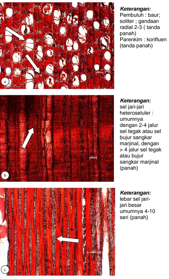 Gambar 4.  Penampang  mikroskopis kayu  Pentaphalangium parviflorum   pada bidang transversal (a), radial (b) dan tangensial (c) ,  (perbesaran 25 x)  Keterangan:     Pembuluh : baur; soliter ; gandaan radial 2-3 ( tanda panah)  Parenkim : konfluen (tanda 