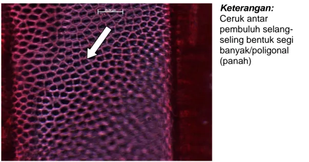 Gambar  6.  Ceruk  antar  pembuluh  pada  bidang  tangensial  kayu  Pentaphalangium parviflorum (perbesaran 100 x) 