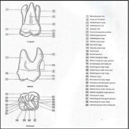 Gambar 8. Anatomi gigi molar satu maksila permanen.24 
