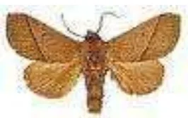 Gambar 2. Imago Setothosea asigna Sumber : http:/www.mothsofborneo.com/part-1/limacodidae 