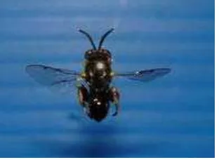 Gambar 8. Imago dari family Ichneumonidae Sumber : http://images.google.co.id/images?gbv=2&&hl=id&q=ichneumonidae