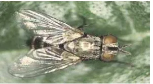 Gambar 10. Imago dari family Tachinidae   Sumber : http://images.google.co.id/images?gbv=2&hl=id&q=tachinidae 
