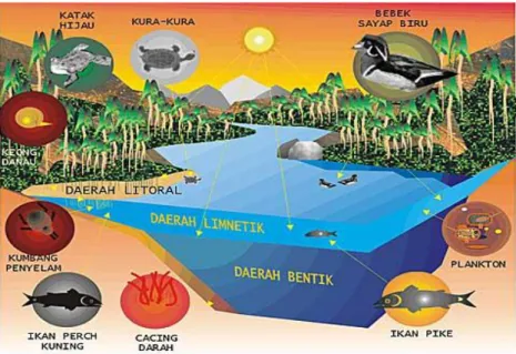 Gambar 3.7: Empat Daerah Utama Pada Danau Air Tawar  Sumber: google.image 
