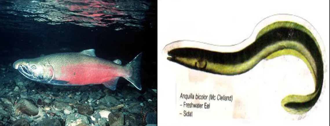 Gambar 3.8: Ikan salmon dan sidat  Sumber: http://wildernessclassroom.com 