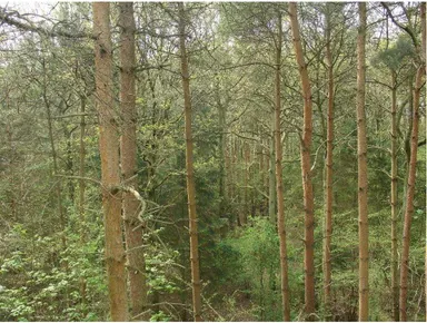 Gambar 3.5: Bioma hutan gugur  Sumber: image57.webshots.com 
