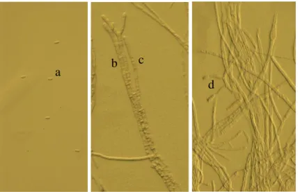 Gambar  2.  Morfologi  Mikroskopis  Jamur  C.  acutatum  dengan  Mikroskop Cahaya Perbesaran 100x  