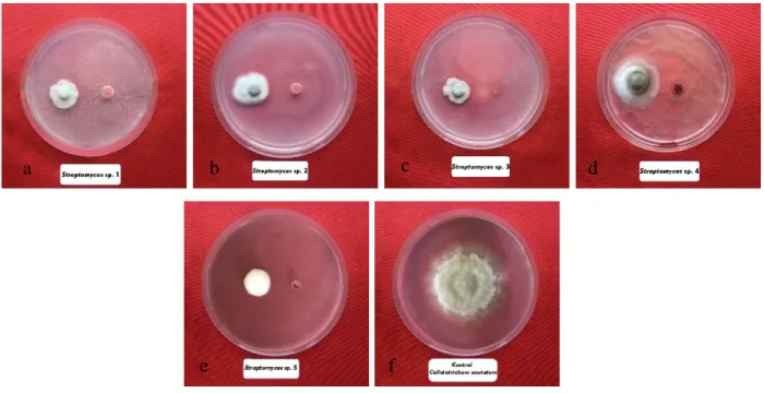 Tabel 1. Hasil pewarnaan tahan asam, pewarnaan gram dan uji katalase isolat Streptomyces sp