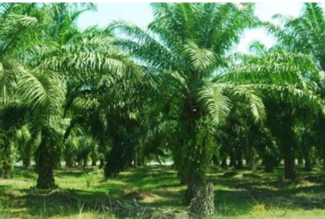 Gambar 2. Perkebunan kelapa sawit.