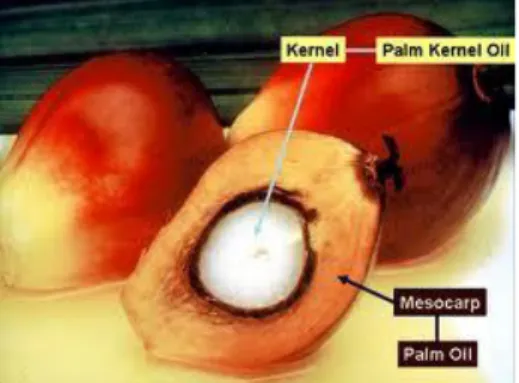 Gambar 3. Penampang buah  kelapa sawit.