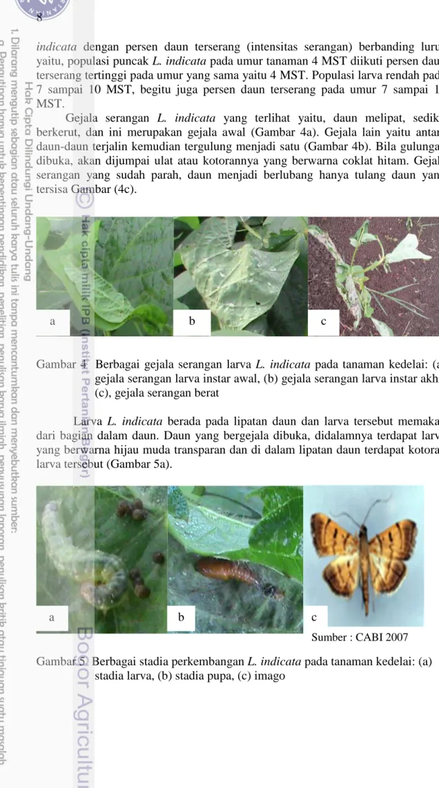 Gambar  4    Berbagai  gejala  serangan  larva  L.  indicata  pada  tanaman  kedelai:  (a)  gejala serangan larva instar awal, (b) gejala serangan larva instar akhir  (c), gejala serangan berat 