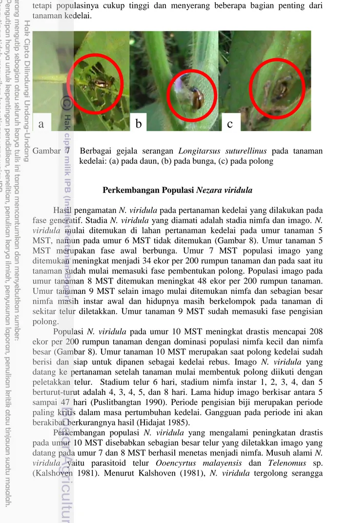 Gambar  7    Berbagai  gejala  serangan  Longitarsus  suturellinus  pada  tanaman    kedelai: (a) pada daun, (b) pada bunga, (c) pada polong 