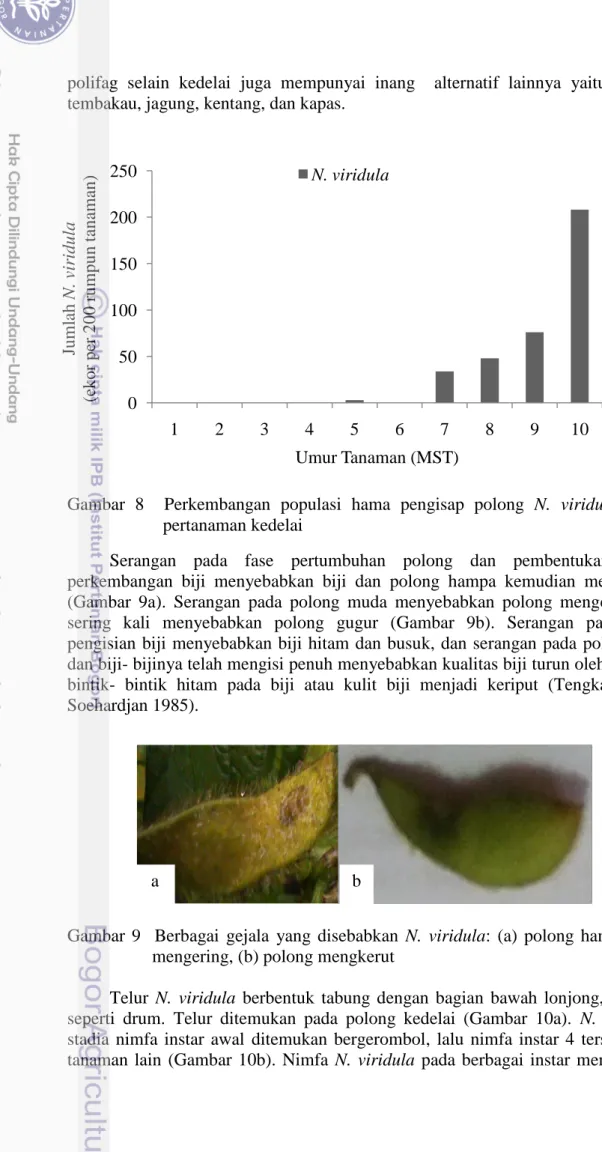 Gambar  8    Perkembangan  populasi  hama  pengisap  polong  N.  viridula  pada    pertanaman kedelai 