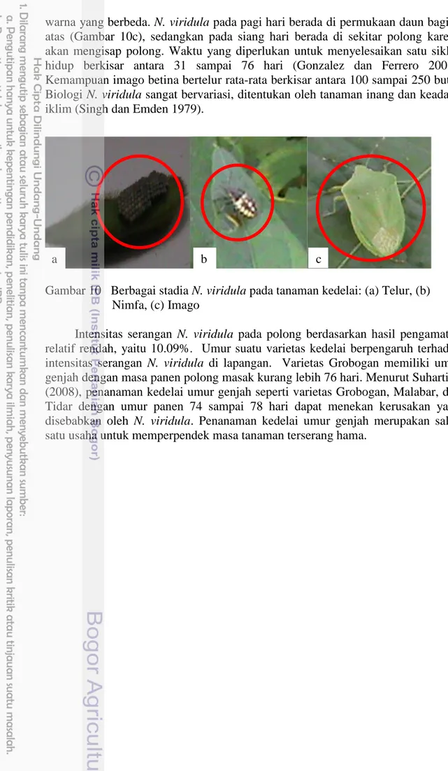 Gambar 10   Berbagai stadia N. viridula pada tanaman kedelai: (a) Telur, (b)  Nimfa, (c) Imago 