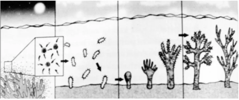 Gambar 3. Bagan karang berkembang biak 