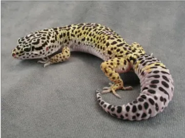 Gambar II.2 gecko leopard 