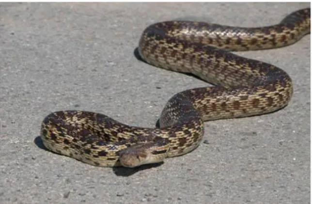 Gambar II.4 ular gopher 