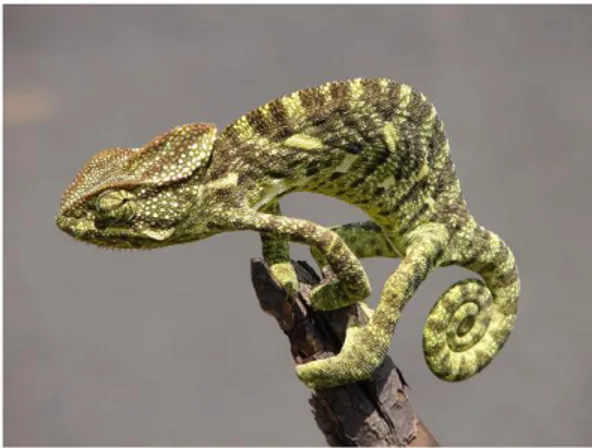 Gambar II.5 Ceylon Chameleon 