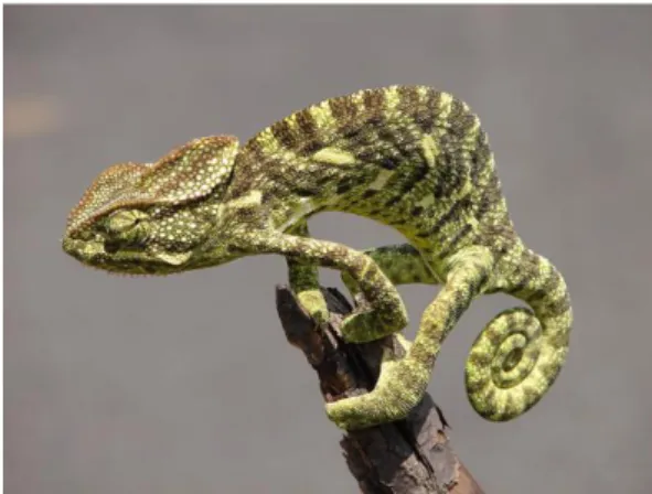 Gambar II.5 Ceylon Chameleon 