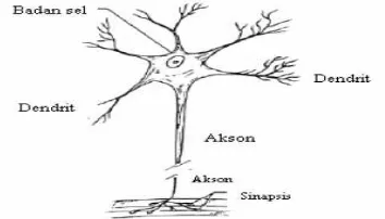 Gambar 2.5. Skematik Tipikal Neuron  