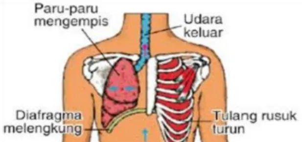 Gambar 1.2. Sistem pernafasan manusia 