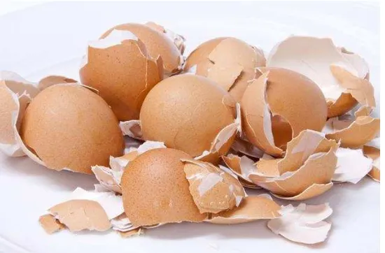Gambar 2.1 Cangkang Telur Ayam 