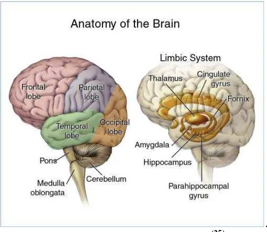 Gambar 2.1 Anatomi dasar otak (25)