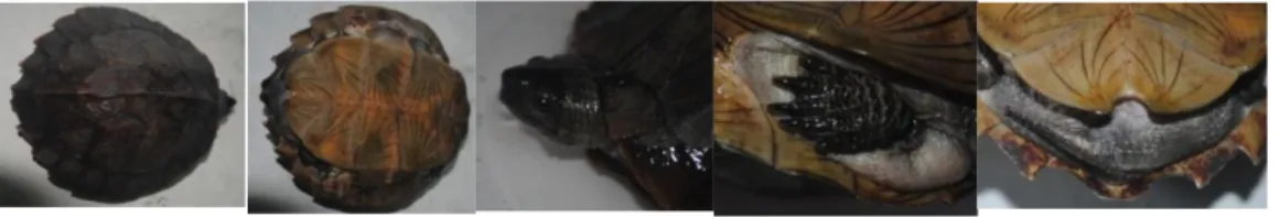 Gambar  2.  Morfologi  Cyclemys  dentata  :  karapas  (a),  plastron  (b),  kepala  (c),  tungkai  (d)  dan  ekor  (e)(Sumber Gambar: Hasil penelitian) 