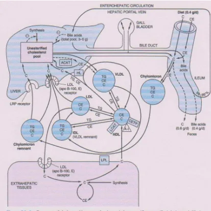 Gambar 1. Jalur transport lipid 