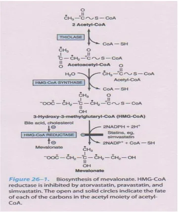 Gambar 3. HMGCoA reductase pathway 