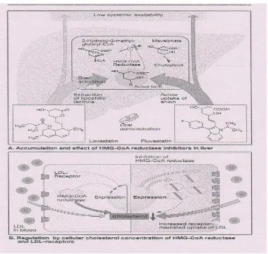 Gambar 4. Mekanisme kerja statin 