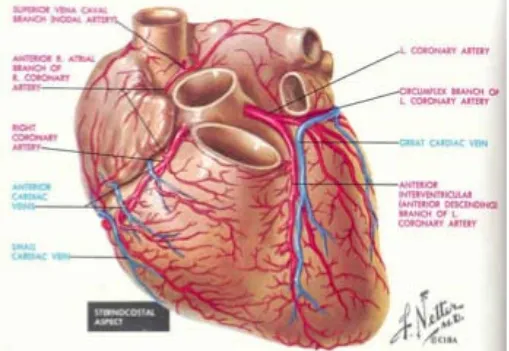 Gambar 2.2. Anatomi arteri koronaria   (Netter, 2006) 
