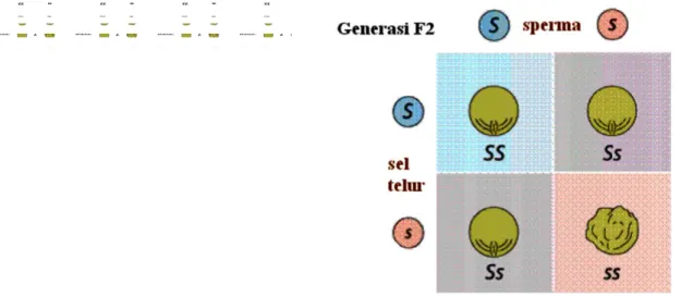 Gambar 2.16 Generasi F2 monohibrid
