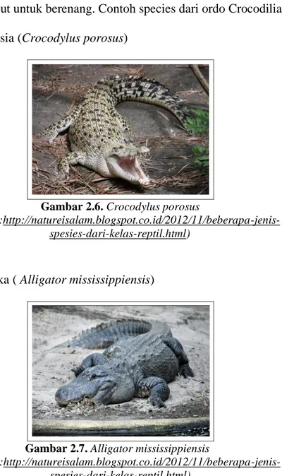 Gambar 2.6. Crocodylus porosus 