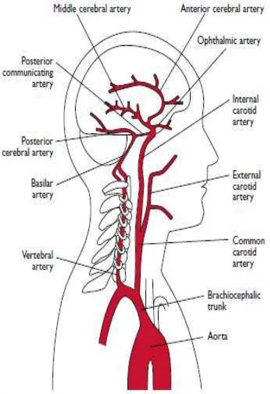 Gambar 1 : arteri di otak 