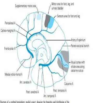 Gambar 2: Territori Anterior Cerebral Artery 