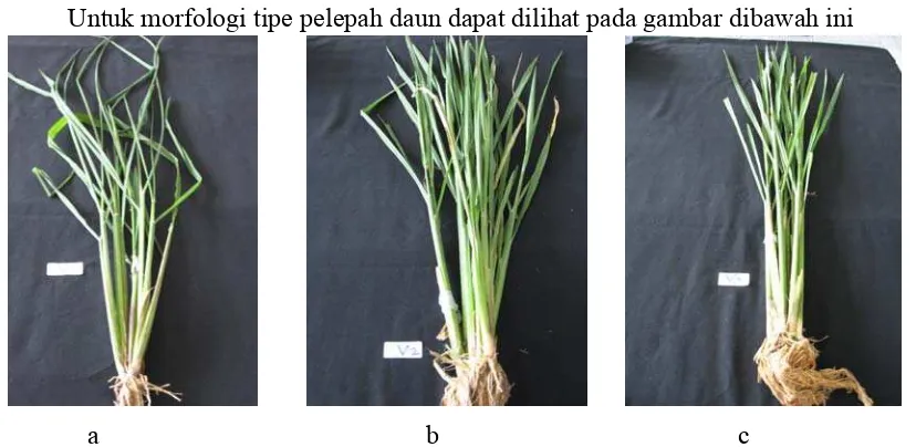 Gambar 6 :  Gambar a = Tipe pelepah daun varietas IR 64 ; Gambar b = Tipe pelepah  