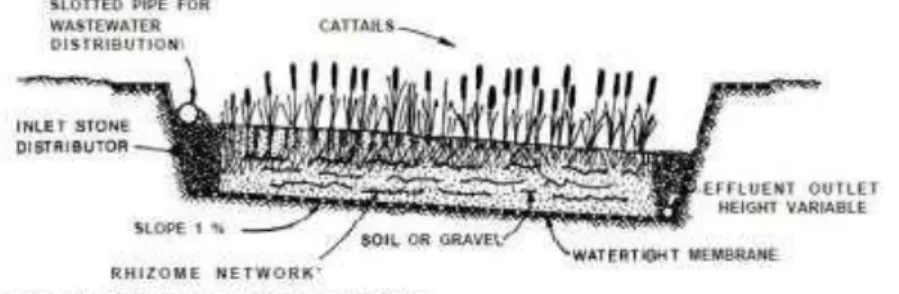 Gambar 2.5.   Free Water Surface dan Subsurface Flow Wetland